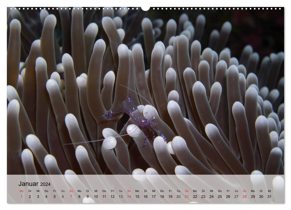 Le monde des récifs. Étoiles de mer, coraux, anémones (Calendrier mural CALVENDO Premium 2024) 