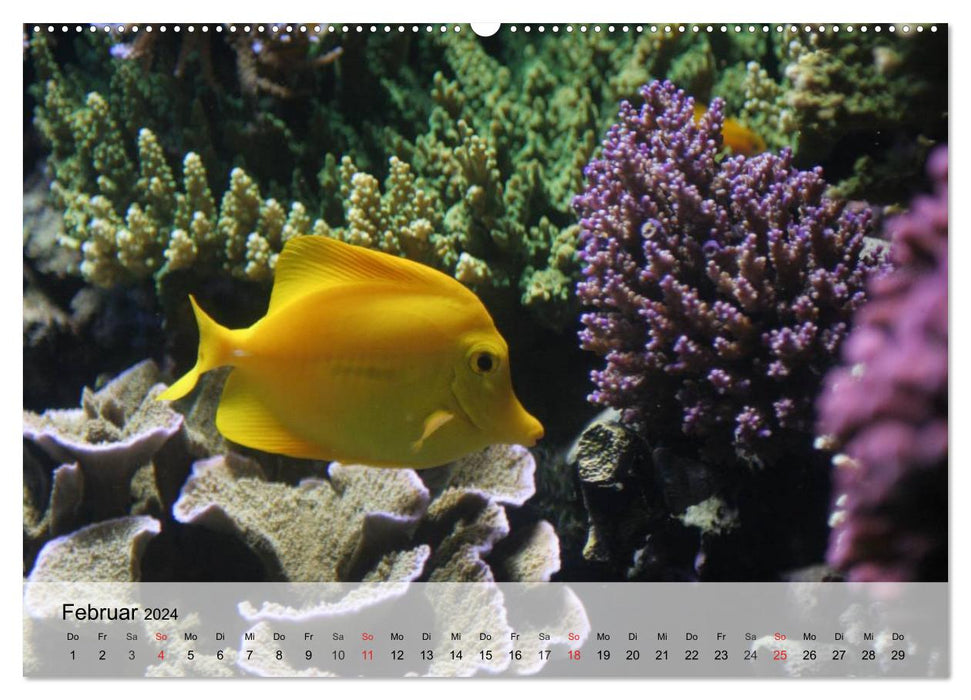 The world of reefs. Starfish, corals, anemones (CALVENDO Premium Wall Calendar 2024) 