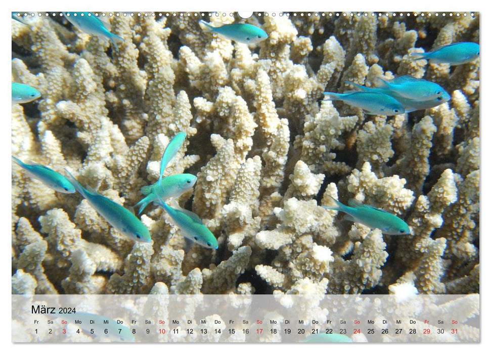 The world of reefs. Starfish, corals, anemones (CALVENDO Premium Wall Calendar 2024) 