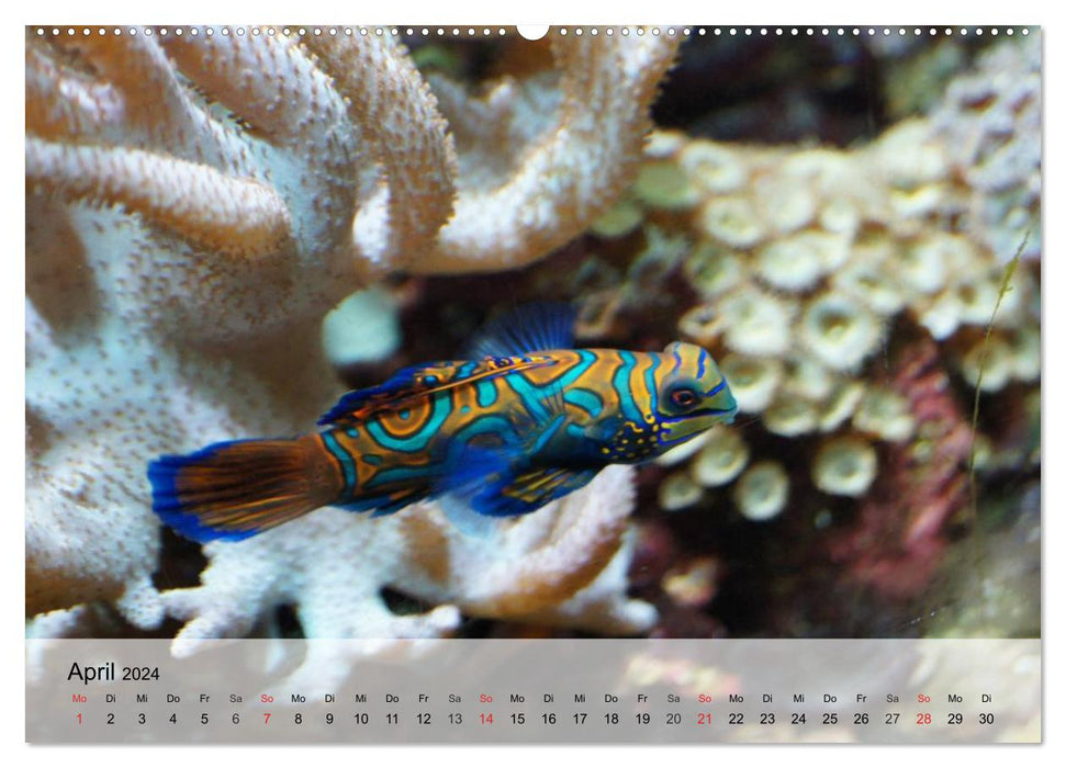 The world of reefs. Starfish, corals, anemones (CALVENDO Premium Wall Calendar 2024) 