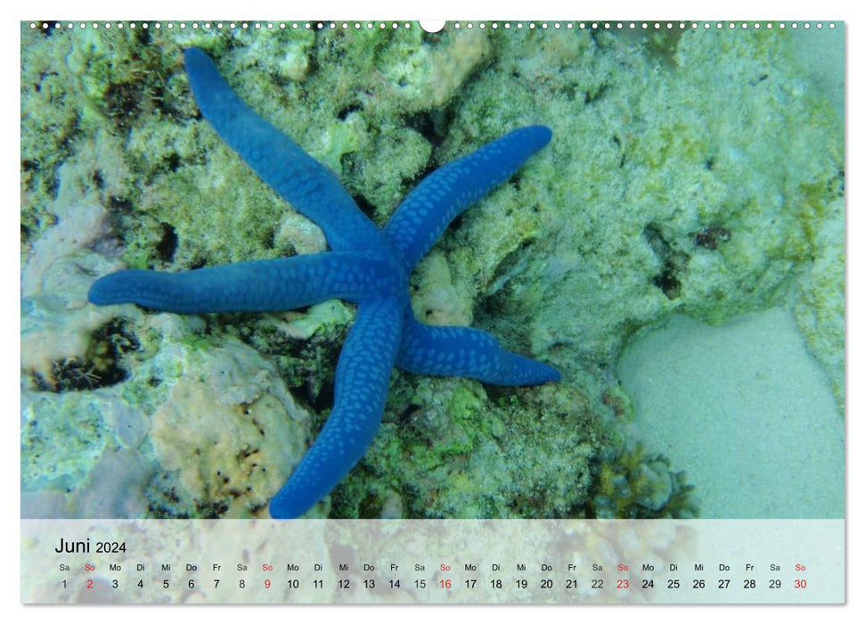 The world of reefs. Starfish, corals, anemones (CALVENDO Premium Wall Calendar 2024) 