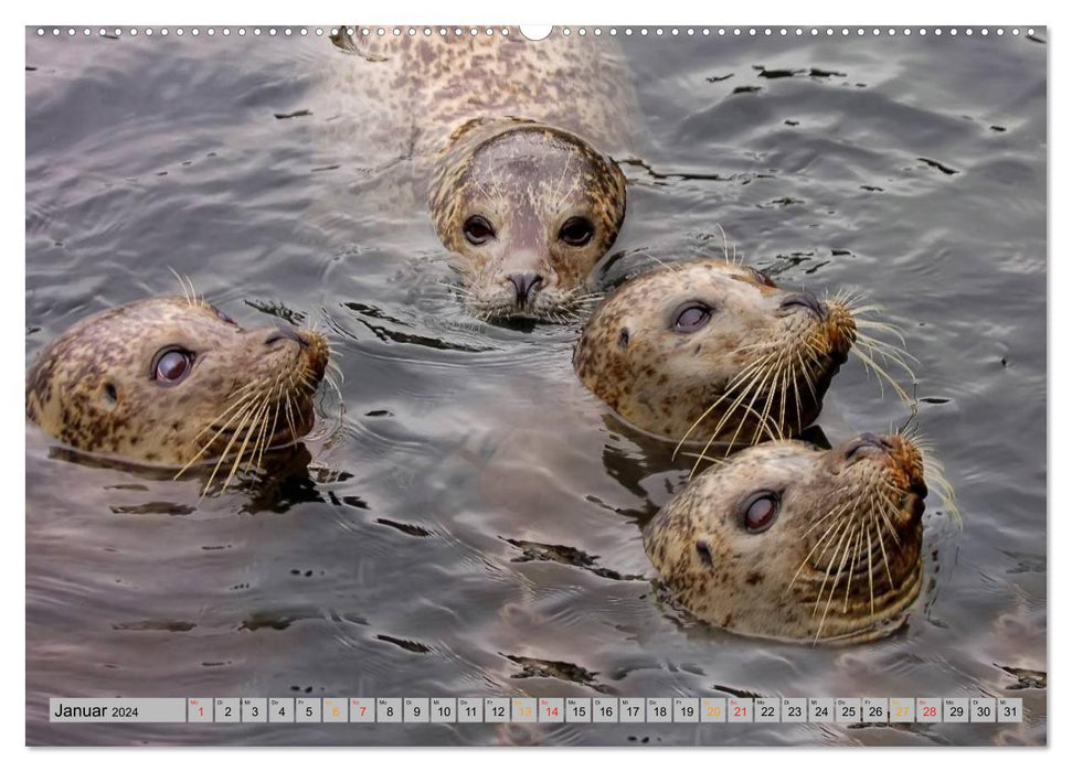 Seals - at home everywhere (CALVENDO Premium Wall Calendar 2024) 