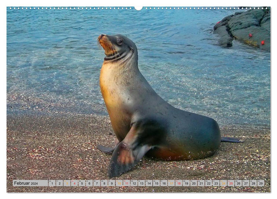 Seals - at home everywhere (CALVENDO Premium Wall Calendar 2024) 