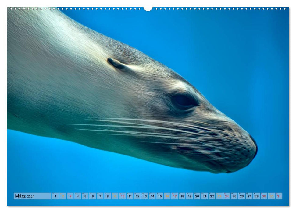 Seals - at home everywhere (CALVENDO Premium Wall Calendar 2024) 