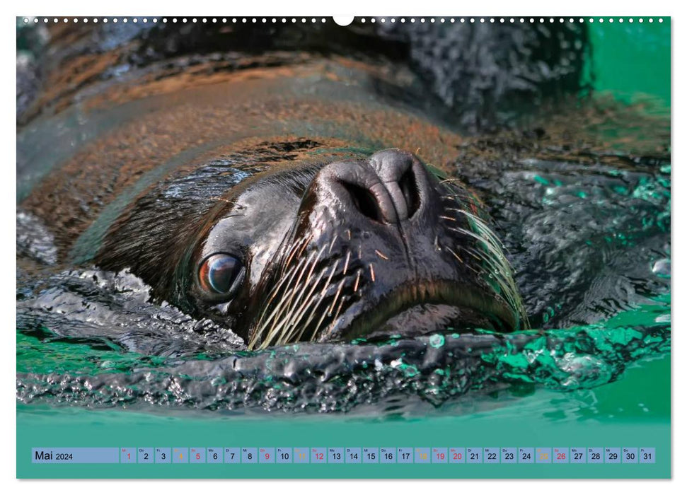 Seals - at home everywhere (CALVENDO Premium Wall Calendar 2024) 