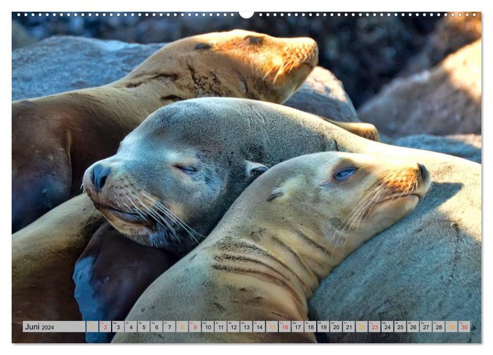 Phoques - chez eux partout (Calendrier mural CALVENDO Premium 2024) 