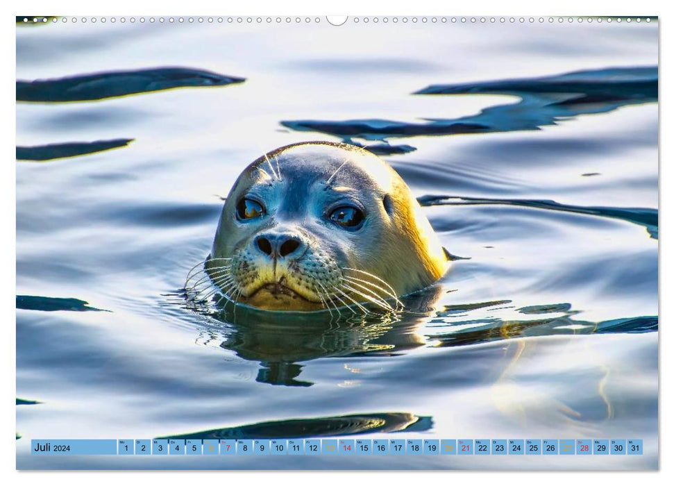 Seals - at home everywhere (CALVENDO Premium Wall Calendar 2024) 