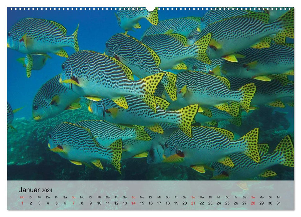 In the depths of the sea. Fish and corals in eternal blue (CALVENDO Premium Wall Calendar 2024) 