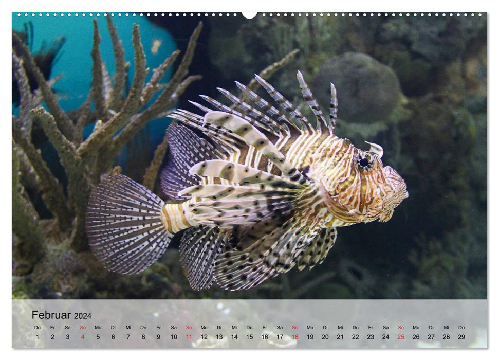 In the depths of the sea. Fish and corals in eternal blue (CALVENDO Premium Wall Calendar 2024) 