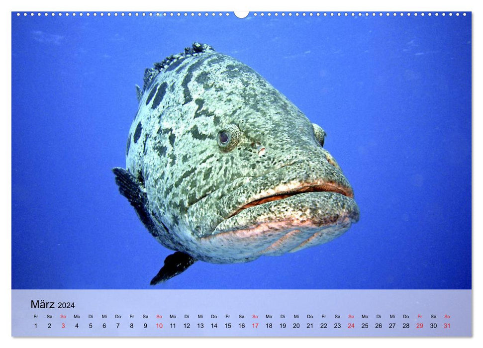 In the depths of the sea. Fish and corals in eternal blue (CALVENDO Premium Wall Calendar 2024) 