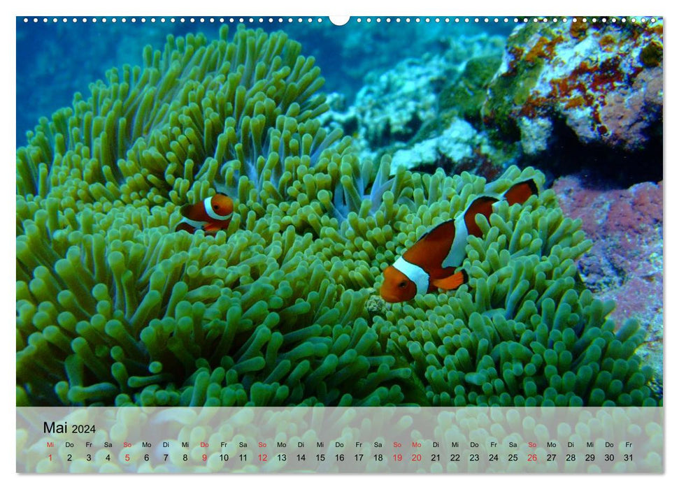 In the depths of the sea. Fish and corals in eternal blue (CALVENDO Premium Wall Calendar 2024) 