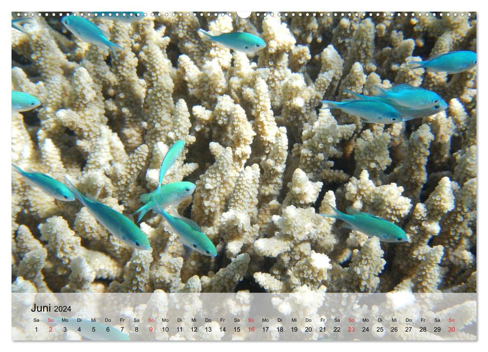 In der Meerestiefe. Fische und Korallen im ewigen Blau (CALVENDO Premium Wandkalender 2024)