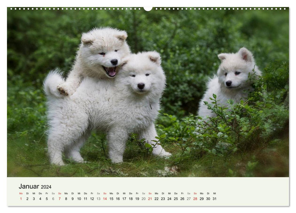 Little Samoyeds - Polar Bear Adventures in the Fairytale Forest (CALVENDO Wall Calendar 2024) 