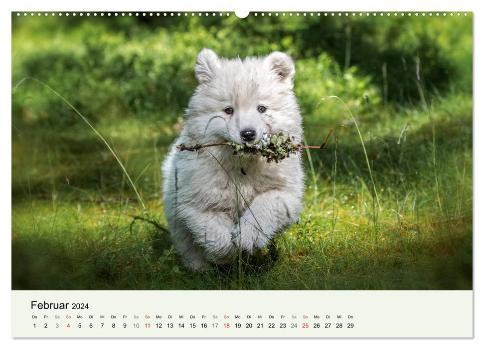 Petits Samoyèdes - Aventures de l'ours polaire dans la forêt des contes de fées (Calendrier mural CALVENDO 2024) 