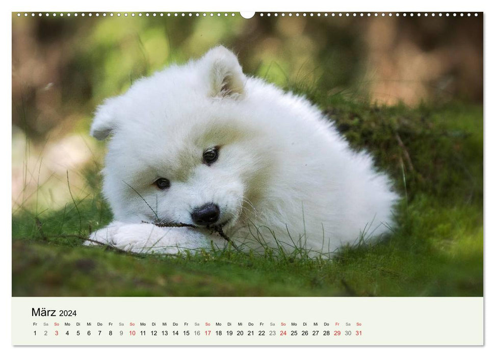 Little Samoyeds - Polar Bear Adventures in the Fairytale Forest (CALVENDO Wall Calendar 2024) 