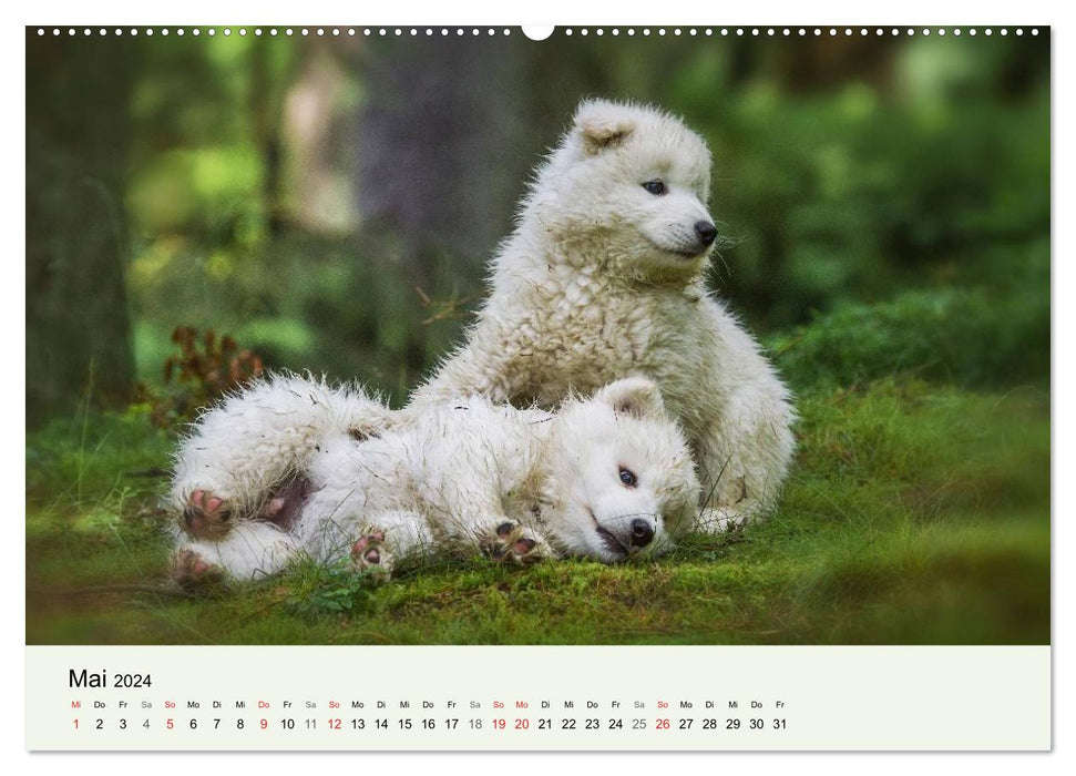 Little Samoyeds - Polar Bear Adventures in the Fairytale Forest (CALVENDO Wall Calendar 2024) 