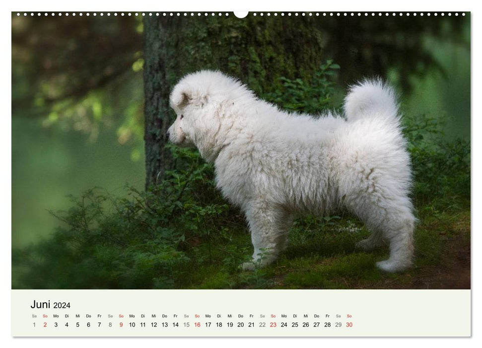 Petits Samoyèdes - Aventures de l'ours polaire dans la forêt des contes de fées (Calendrier mural CALVENDO 2024) 