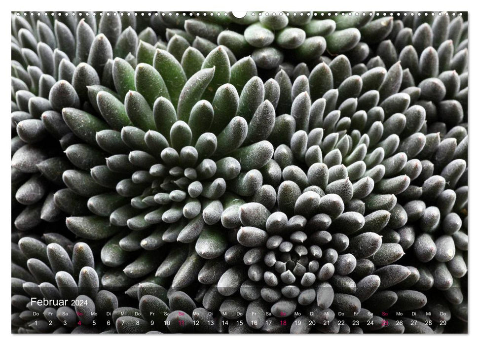 Plantes succulentes dans la maison et le jardin (Calendrier mural CALVENDO Premium 2024) 