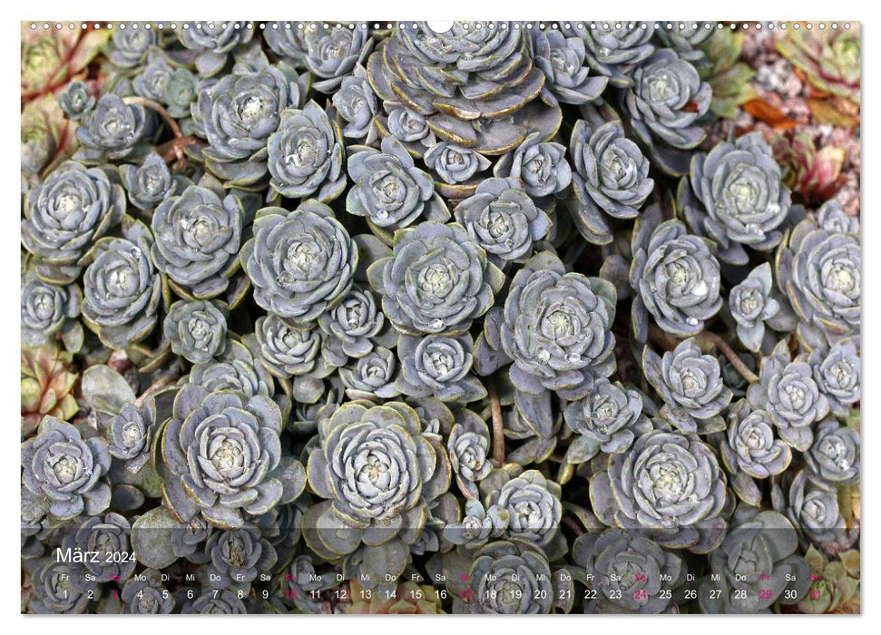 Succulents in the home and garden (CALVENDO Premium Wall Calendar 2024) 