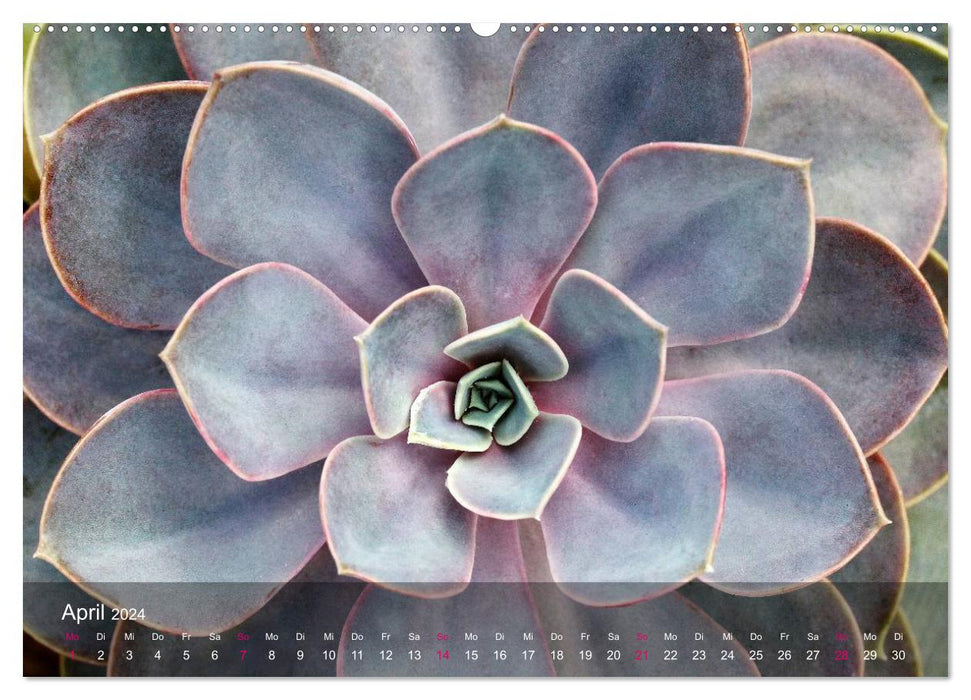 Sukkulenten in Haus und Garten (CALVENDO Premium Wandkalender 2024)