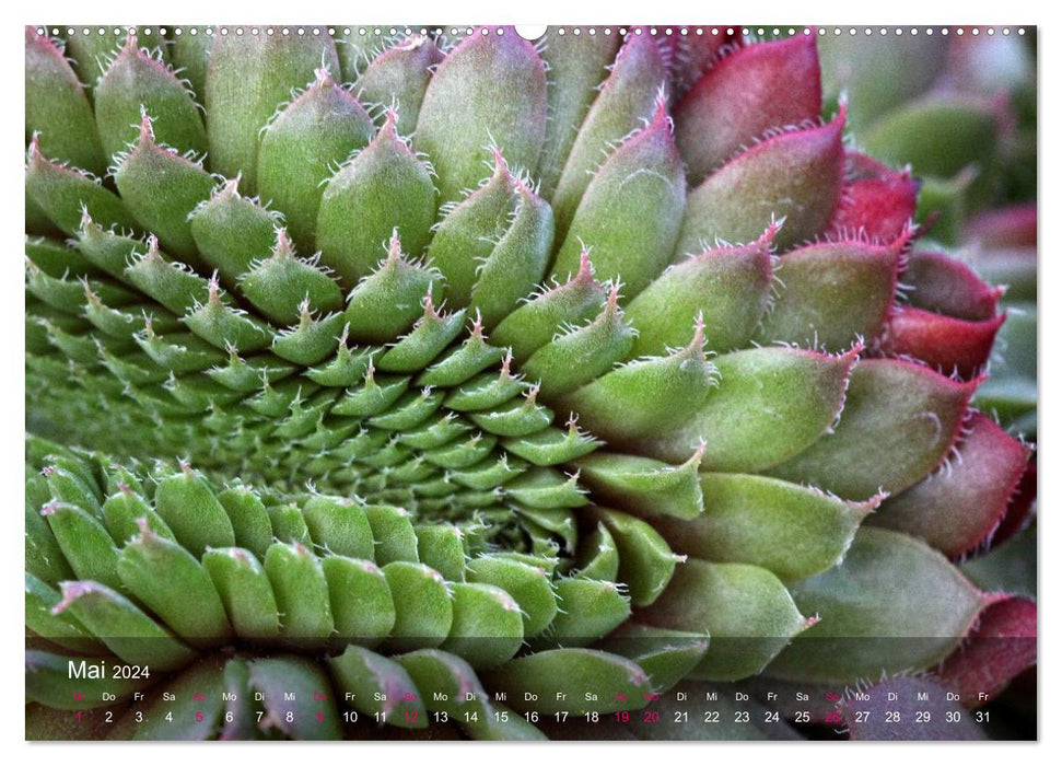 Sukkulenten in Haus und Garten (CALVENDO Premium Wandkalender 2024)