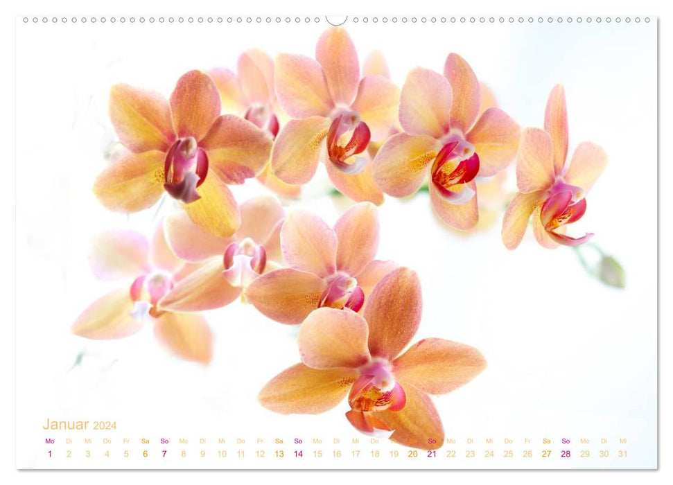 Orchids floral dreams (CALVENDO Premium Wall Calendar 2024) 