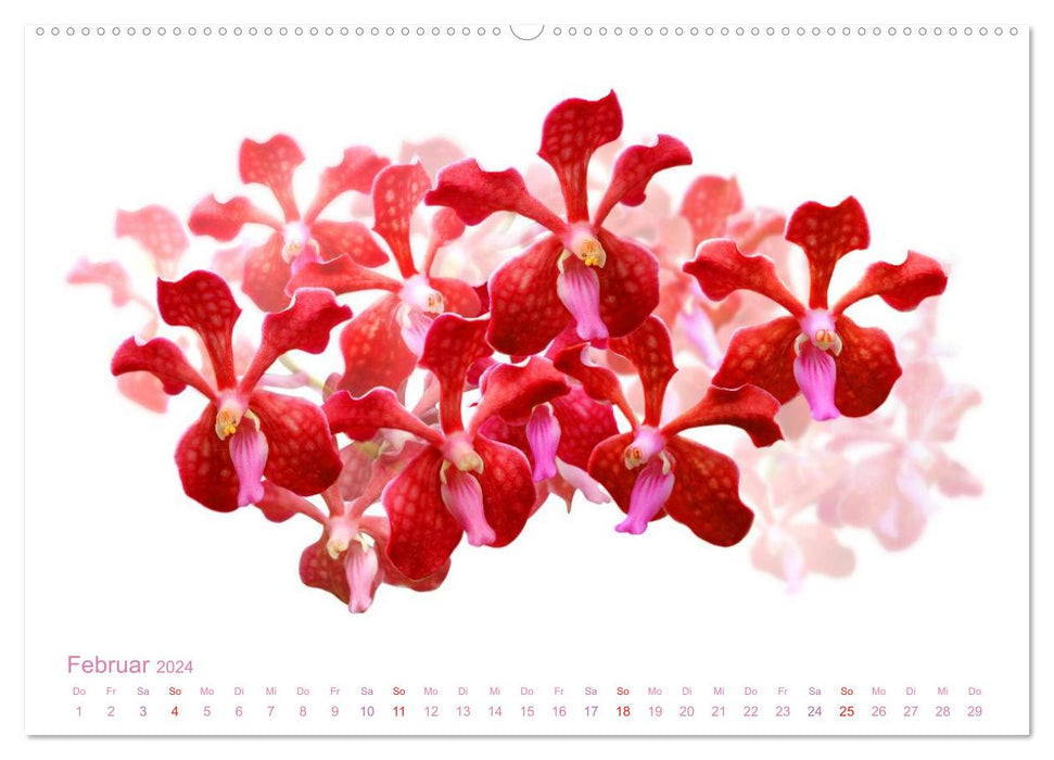 Orchids floral dreams (CALVENDO Premium Wall Calendar 2024) 