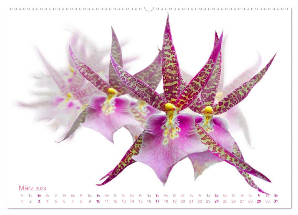 Orchids floral dreams (CALVENDO Premium Wall Calendar 2024) 