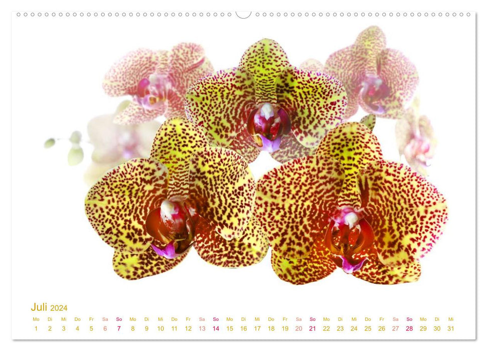 Orchideen florale Träume (CALVENDO Premium Wandkalender 2024)
