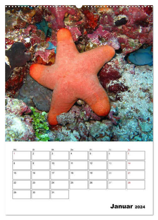 Zauberwelt. Fische, Korallen und Co. (CALVENDO Premium Wandkalender 2024)