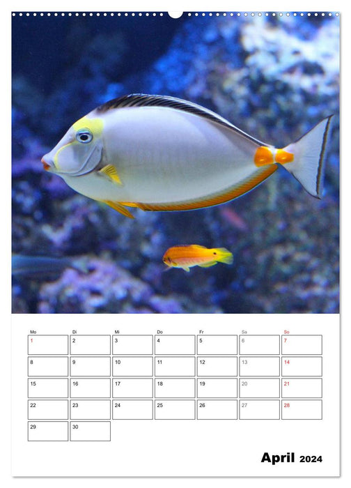 Zauberwelt. Fische, Korallen und Co. (CALVENDO Premium Wandkalender 2024)