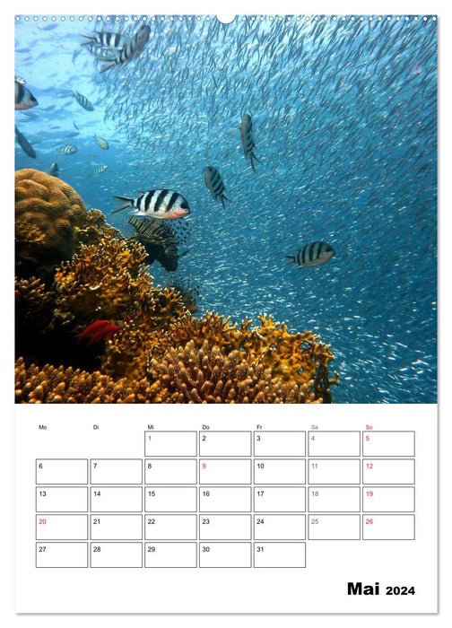 Monde magique. Poissons, coraux et autres (Calendrier mural CALVENDO Premium 2024) 