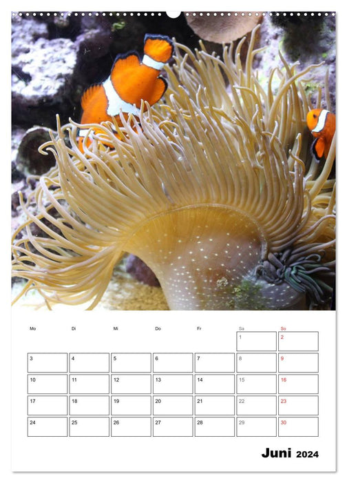 Monde magique. Poissons, coraux et autres (Calendrier mural CALVENDO Premium 2024) 