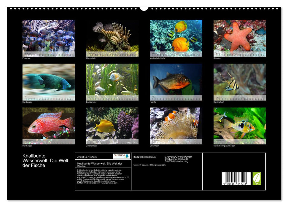 Brightly colored water world. The World of Fish (CALVENDO Premium Wall Calendar 2024) 