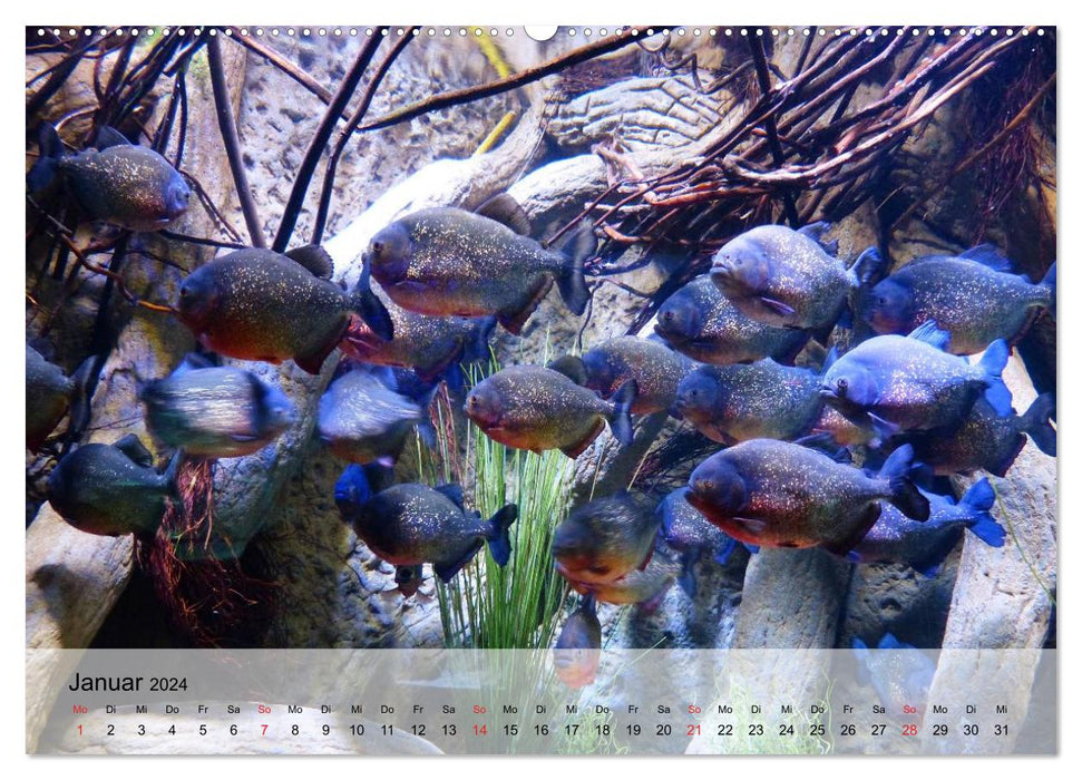 Brightly colored water world. The World of Fish (CALVENDO Premium Wall Calendar 2024) 