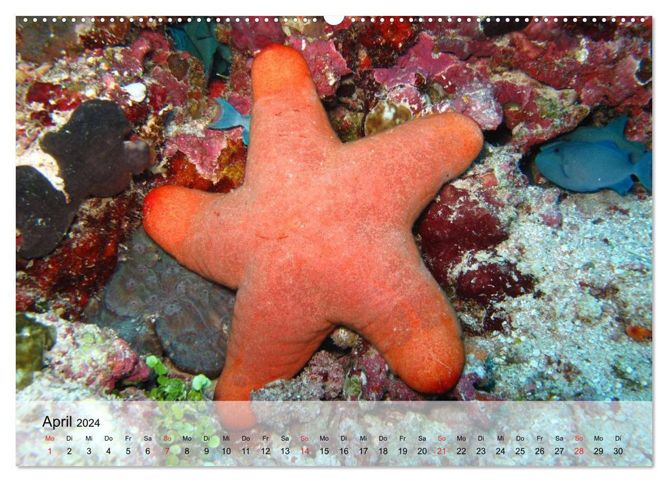 Knallbunte Wasserwelt. Die Welt der Fische (CALVENDO Premium Wandkalender 2024)