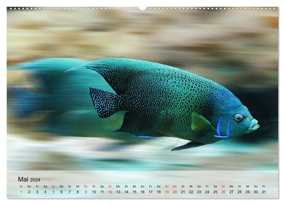 Knallbunte Wasserwelt. Die Welt der Fische (CALVENDO Premium Wandkalender 2024)