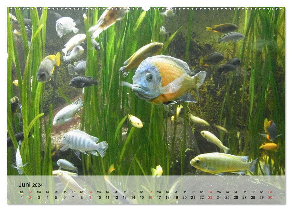 Knallbunte Wasserwelt. Die Welt der Fische (CALVENDO Premium Wandkalender 2024)