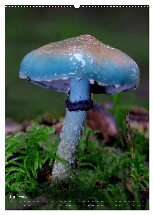 Curiosités du monde des champignons (Calendrier mural CALVENDO Premium 2024) 