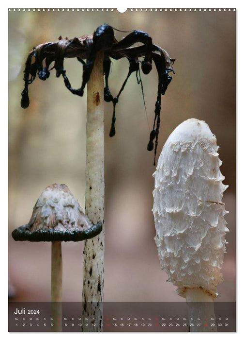 Curiosités du monde des champignons (Calendrier mural CALVENDO Premium 2024) 