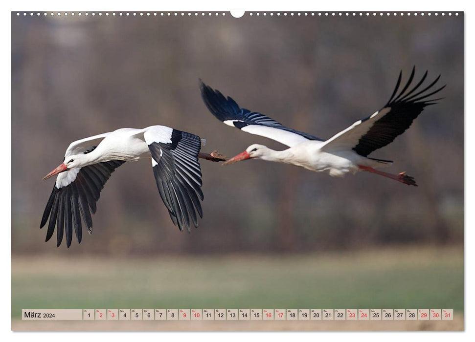 Calendrier d'apprentissage GEOclick : profils d'animaux sauvages locaux (calendrier mural CALVENDO 2024) 