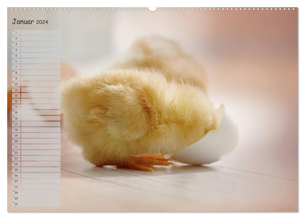 Animals from the chick world (CALVENDO wall calendar 2024) 
