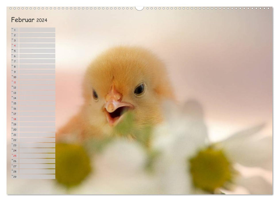 Animals from the chick world (CALVENDO wall calendar 2024) 