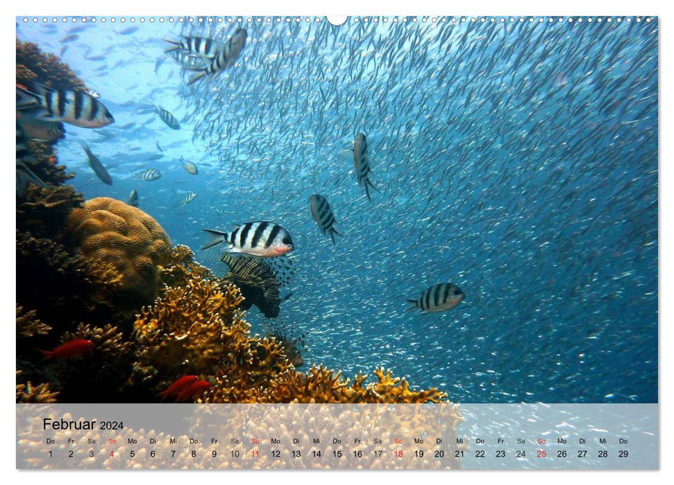 Wonder world. The colorful life in the sea (CALVENDO Premium Wall Calendar 2024) 