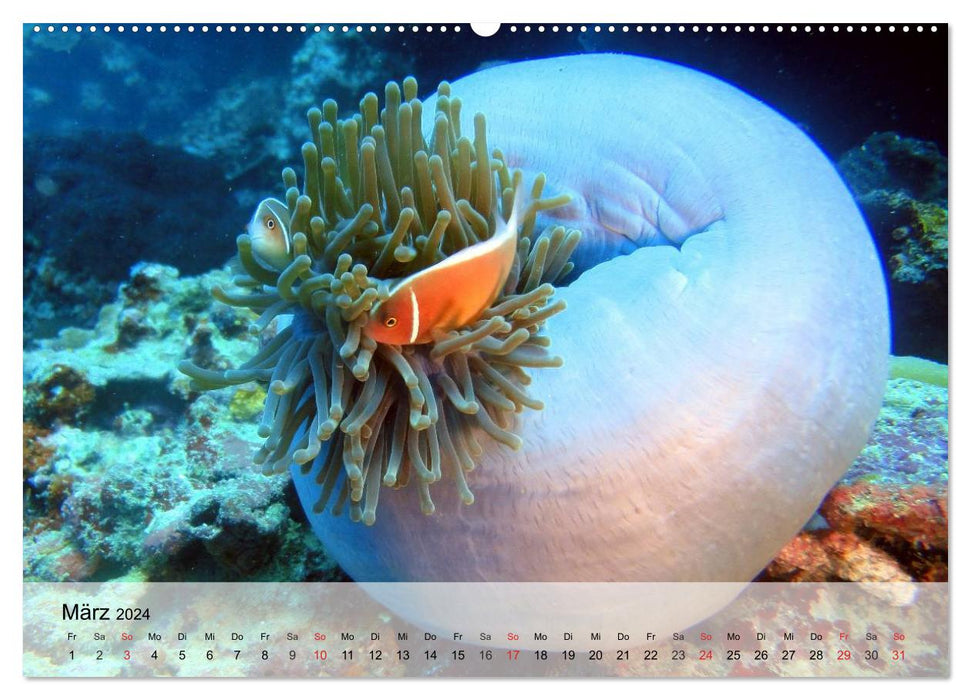 Wonder world. The colorful life in the sea (CALVENDO Premium Wall Calendar 2024) 