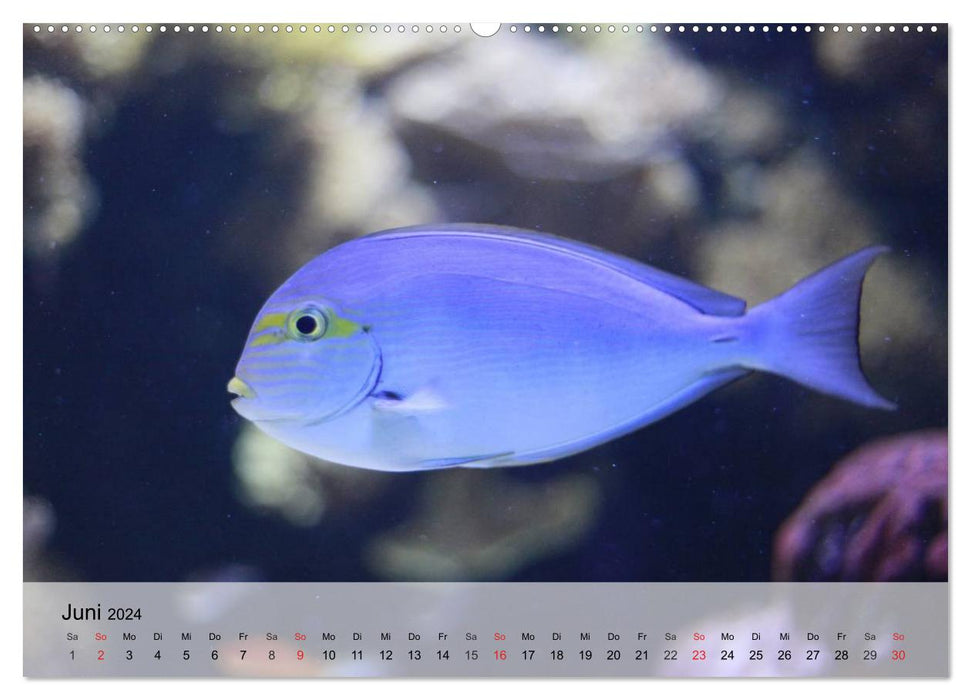 Wonder world. The colorful life in the sea (CALVENDO Premium Wall Calendar 2024) 