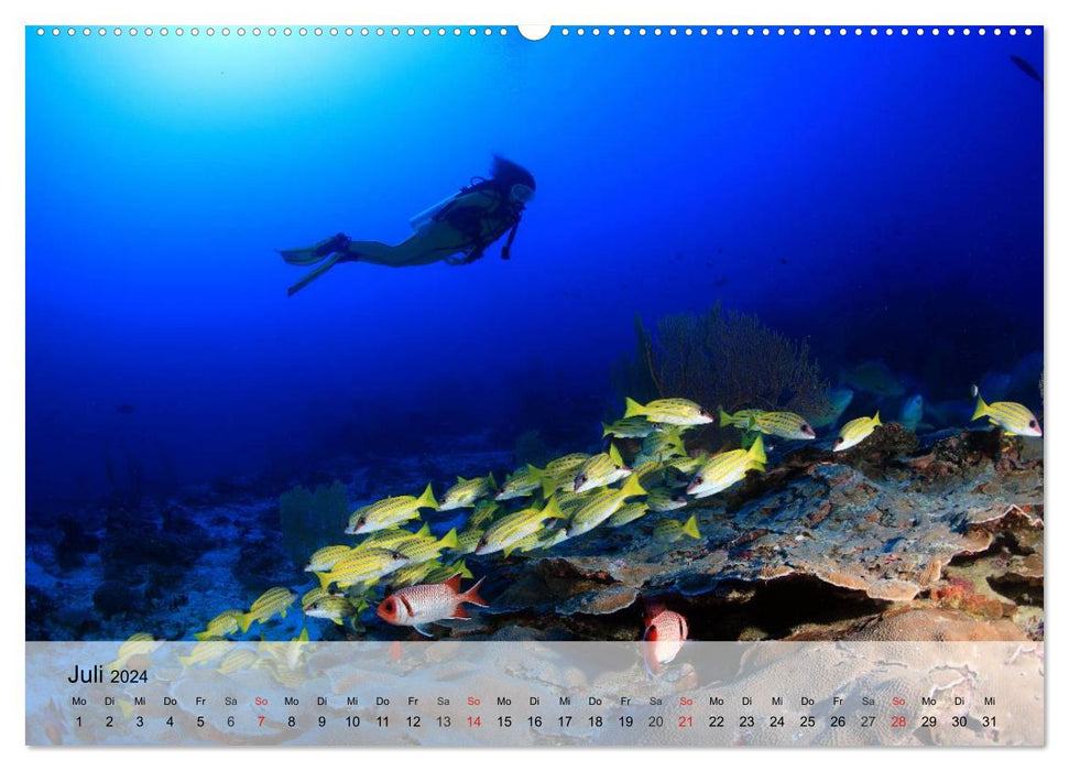 Wunderwelt. Das bunte Leben im Meer (CALVENDO Premium Wandkalender 2024)