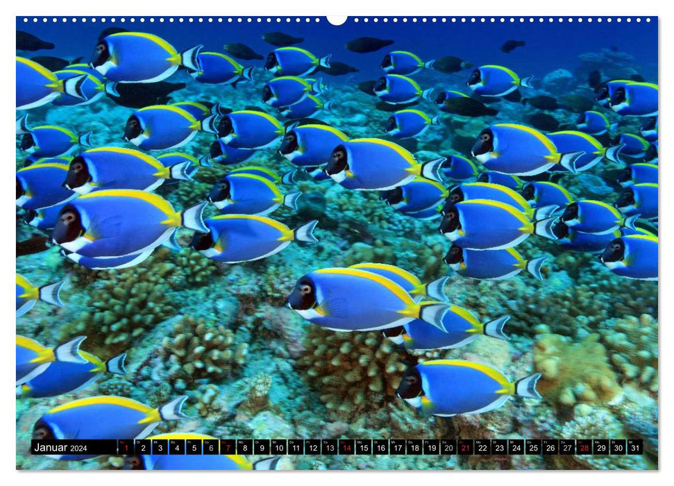 Paradiese im ewigen Blau. Die bunte Unterwasserwelt (CALVENDO Premium Wandkalender 2024)