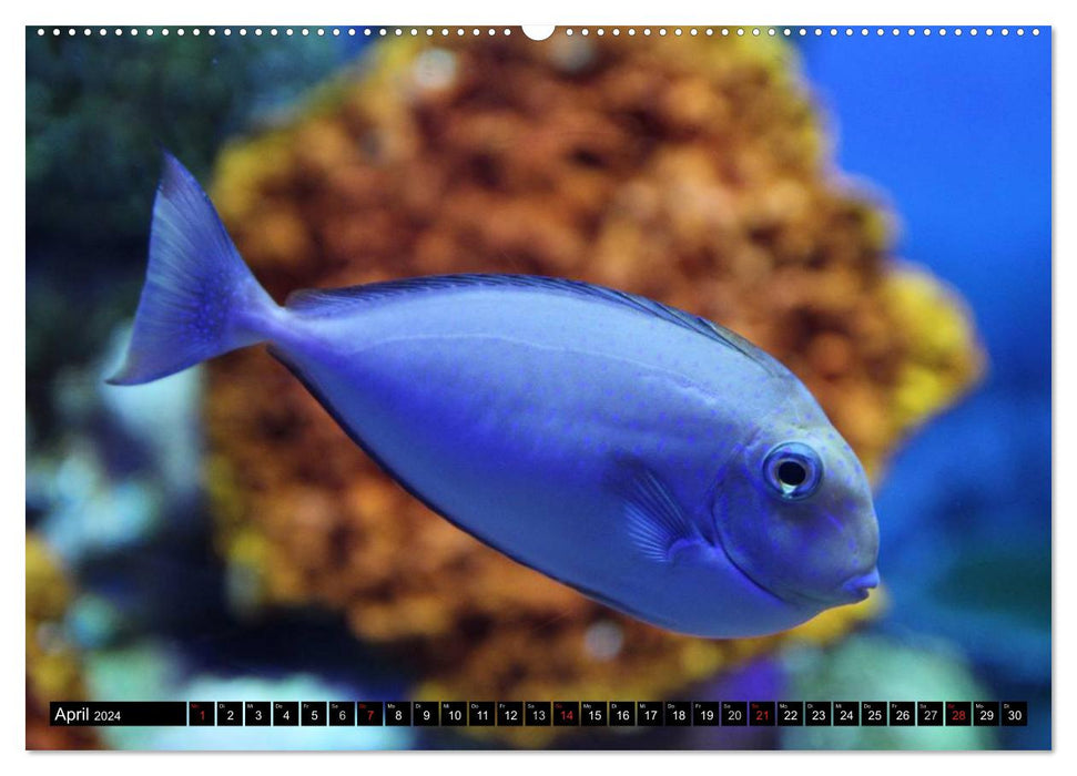 Paradise in eternal blue. The colorful underwater world (CALVENDO Premium Wall Calendar 2024) 