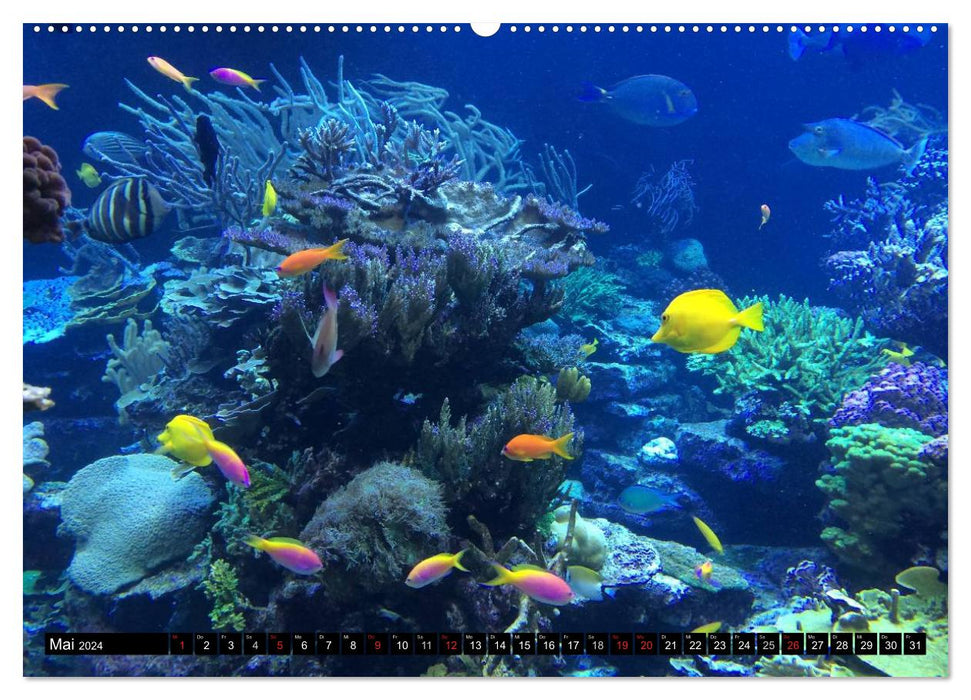 Paradis en bleu éternel. Le monde sous-marin coloré (Calendrier mural CALVENDO Premium 2024) 